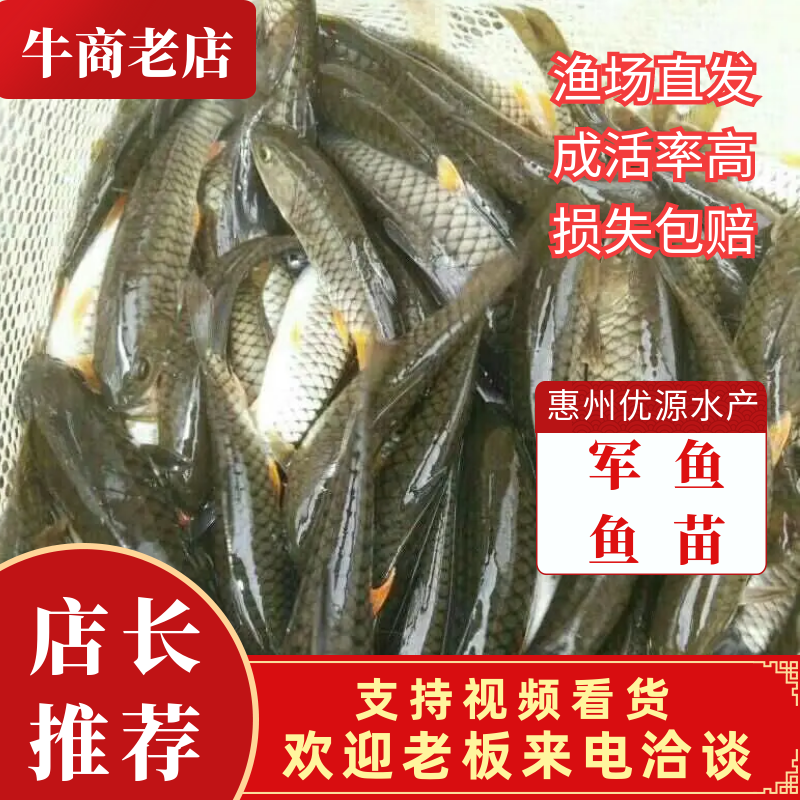 【军鱼苗】广东青竹鲩，石坚、中华倒剌耙鱼、
