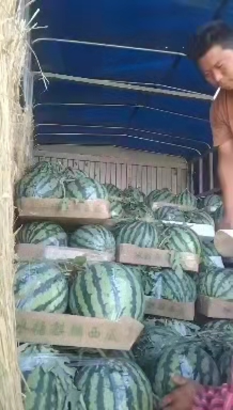 【西瓜】安徽精品美都西瓜大量上市现摘现发欢迎采购