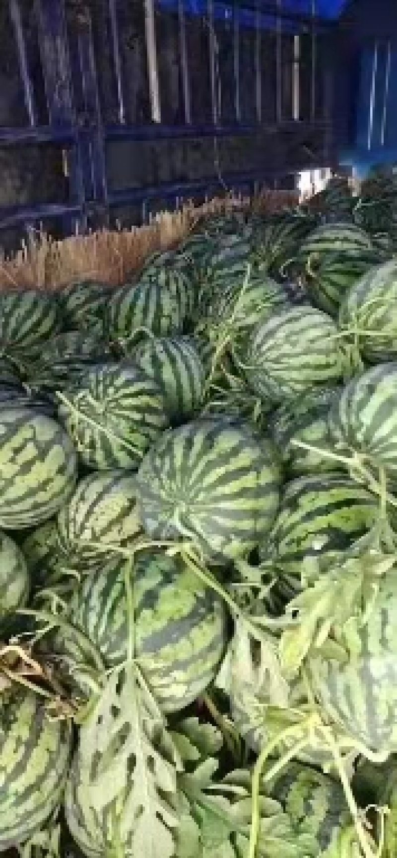 【西瓜】安徽精品美都西瓜大量上市现摘现发欢迎采购