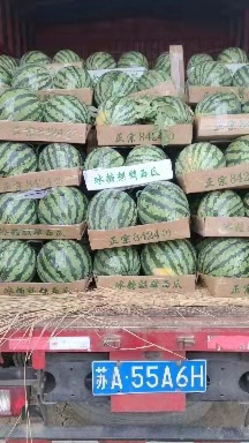 【西瓜】精品美都西瓜大量上市产地直供现摘现发皮薄多汁