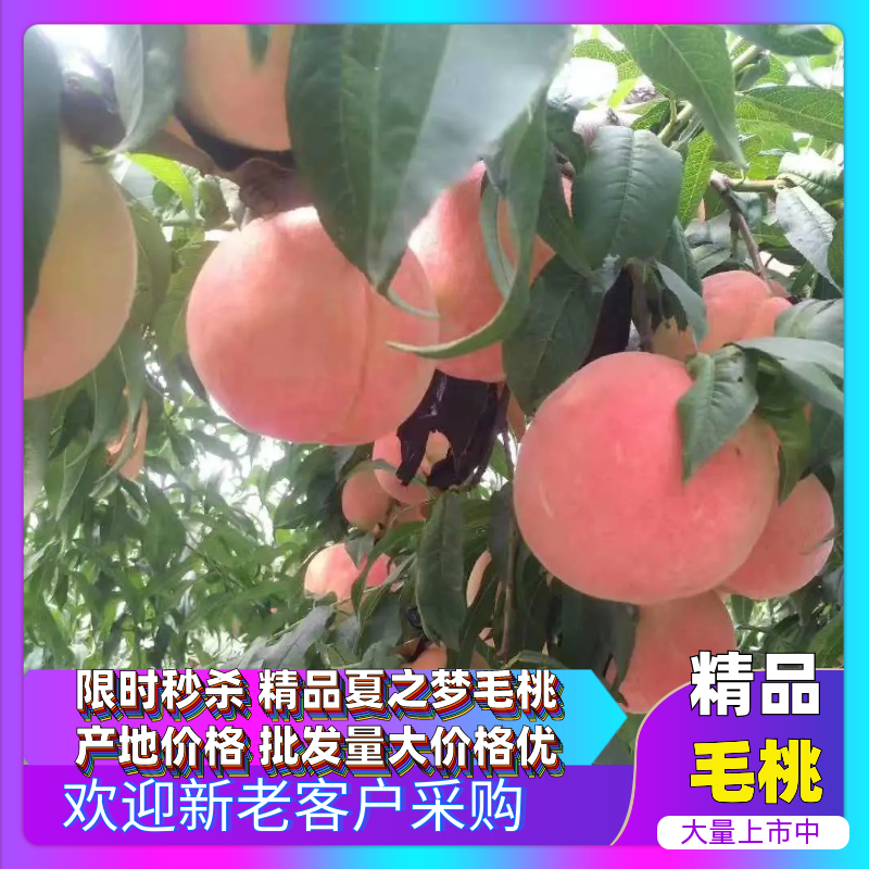 陕西毛桃，陕西精品美脆毛桃产地价格批发欢迎来电