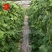 粒尔田绿满架芸豆豆角种子无筋肉厚四季豆种子