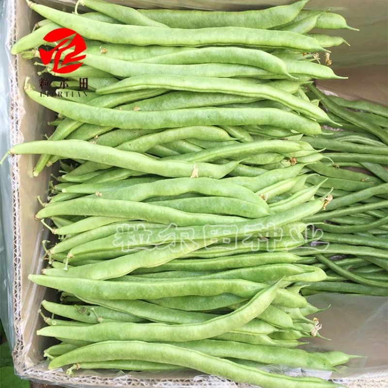 粒尔田绿满架芸豆豆角种子无筋肉厚四季豆种子