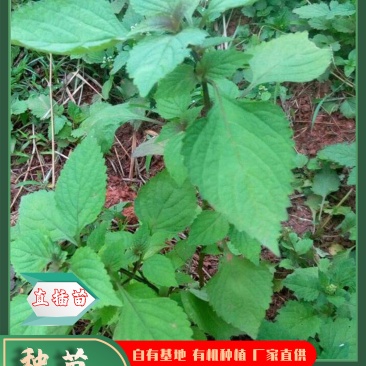 广藿香苗批发产地直销，优质苗种直插苗成活率高