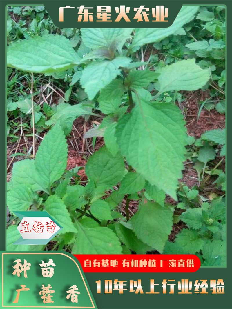 广藿香苗批发产地直销，优质苗种直插苗成活率高