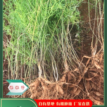 优质天冬苗，种植基地直供，成活率高，质量保障。