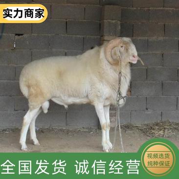 小尾寒羊种羊怀孕母羊种公羊买十送一补贴500元
