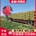 【推荐】金城5号西瓜瓤红皮薄品质好价格低全国发货
