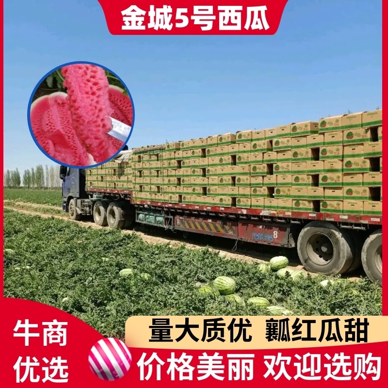 【推荐】金城5号西瓜瓤红皮薄品质好价格低全国发货