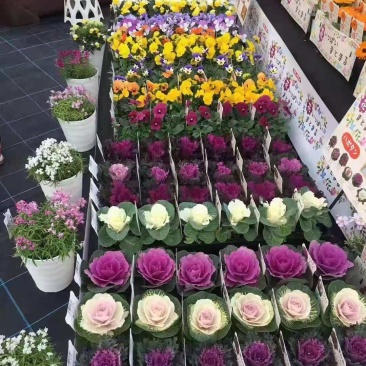 日本进口羽衣甘蓝种子，欧系列，名古屋，鸽，鹤系列
