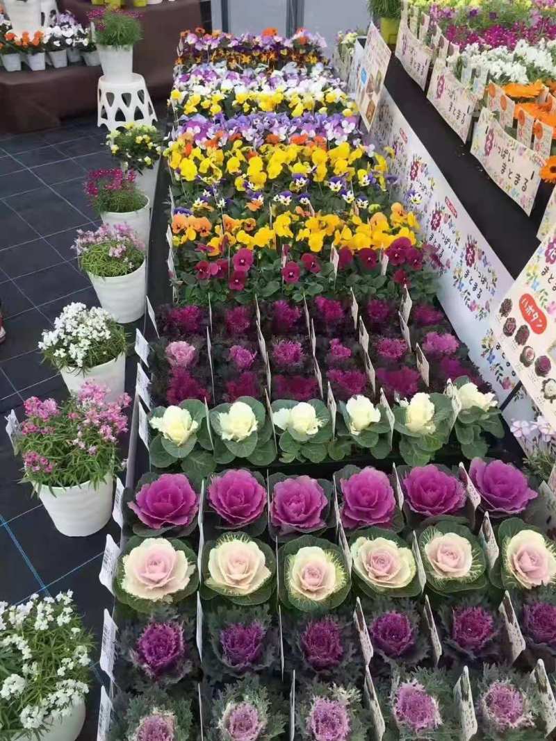 日本进口羽衣甘蓝种子，欧系列，名古屋，鸽，鹤系列