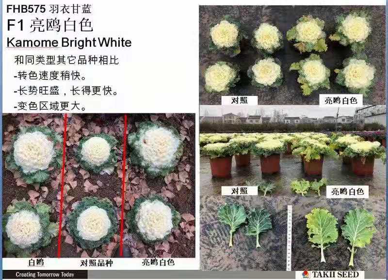 日本进口羽衣甘蓝种子，欧系列，名古屋，鸽，鹤系列