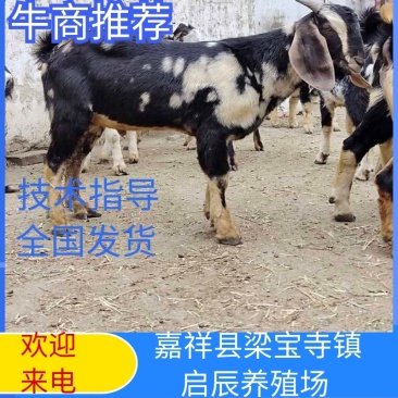 阿尔菲斯大耳羊巴基斯坦进口开脸大耳羊大马士革羊