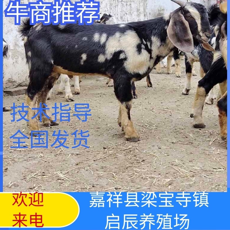 阿尔菲斯大耳羊巴基斯坦进口开脸大耳羊大马士革羊