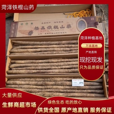 菏泽铁棍山药原产地自产自销货源足质量高供货全国市场