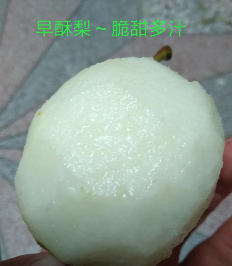 【陕西早酥梨】冷库储藏/果面干净口感脆甜/代发全国…