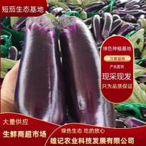 广西南宁基地短茄产地直发供货全国生鲜商超可长期合作