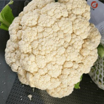 65天菜花苗批发耐热耐湿抗病好中早熟菜花苗发货中