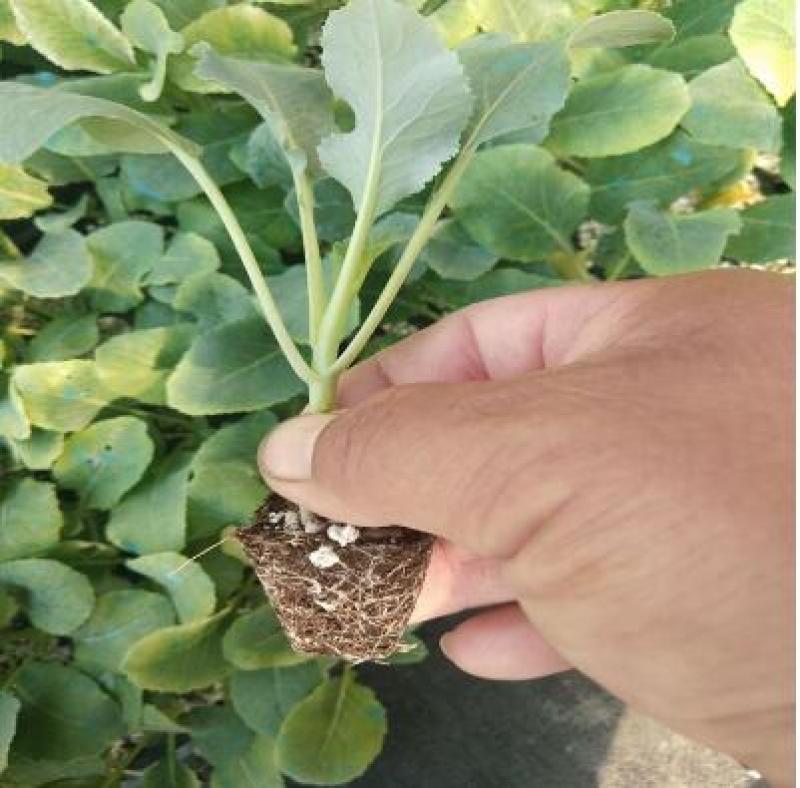 65天菜花苗批发耐热耐湿抗病好中早熟菜花苗发货中