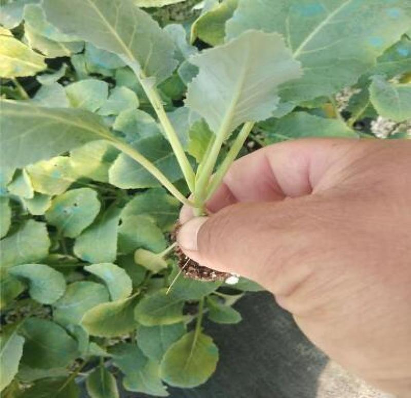 65天菜花苗批发耐热耐湿抗病好中早熟菜花苗发货中