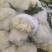 【精品】甘肃散花，大量上市白面青梗欢迎选购