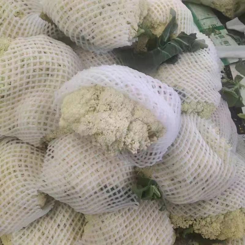 【精品】甘肃散花，大量上市白面青梗欢迎选购