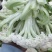 【精品】甘肃散花，大量上市白面青梗欢迎选购