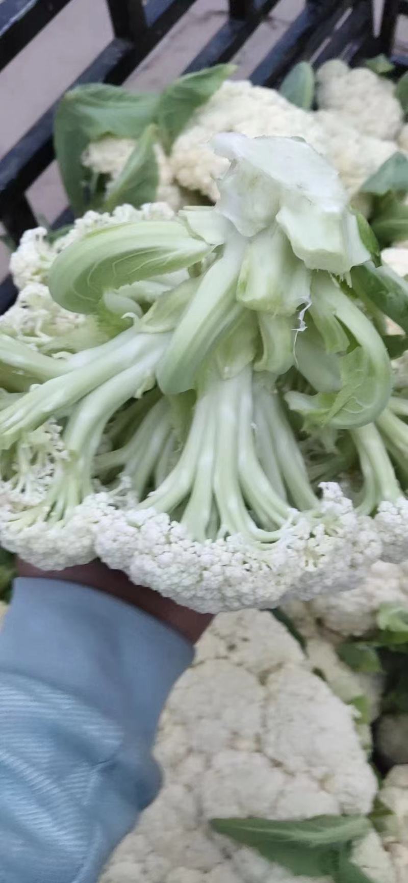 【精品】甘肃散花，大量上市白面青梗欢迎选购