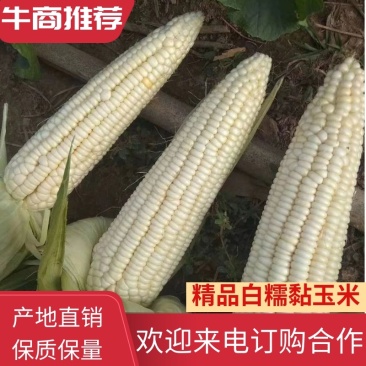 山东优质粘玉米大量供应，产地直销，量大价优，