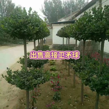 【🔥火爆】卫矛球价格便宜，产地直发一手货源欢迎来电