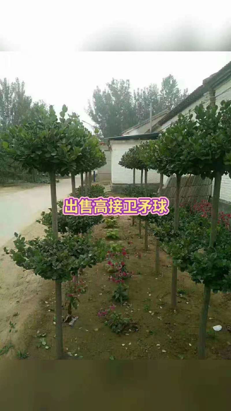 【🔥火爆】卫矛球价格便宜，产地直发一手货源欢迎来电