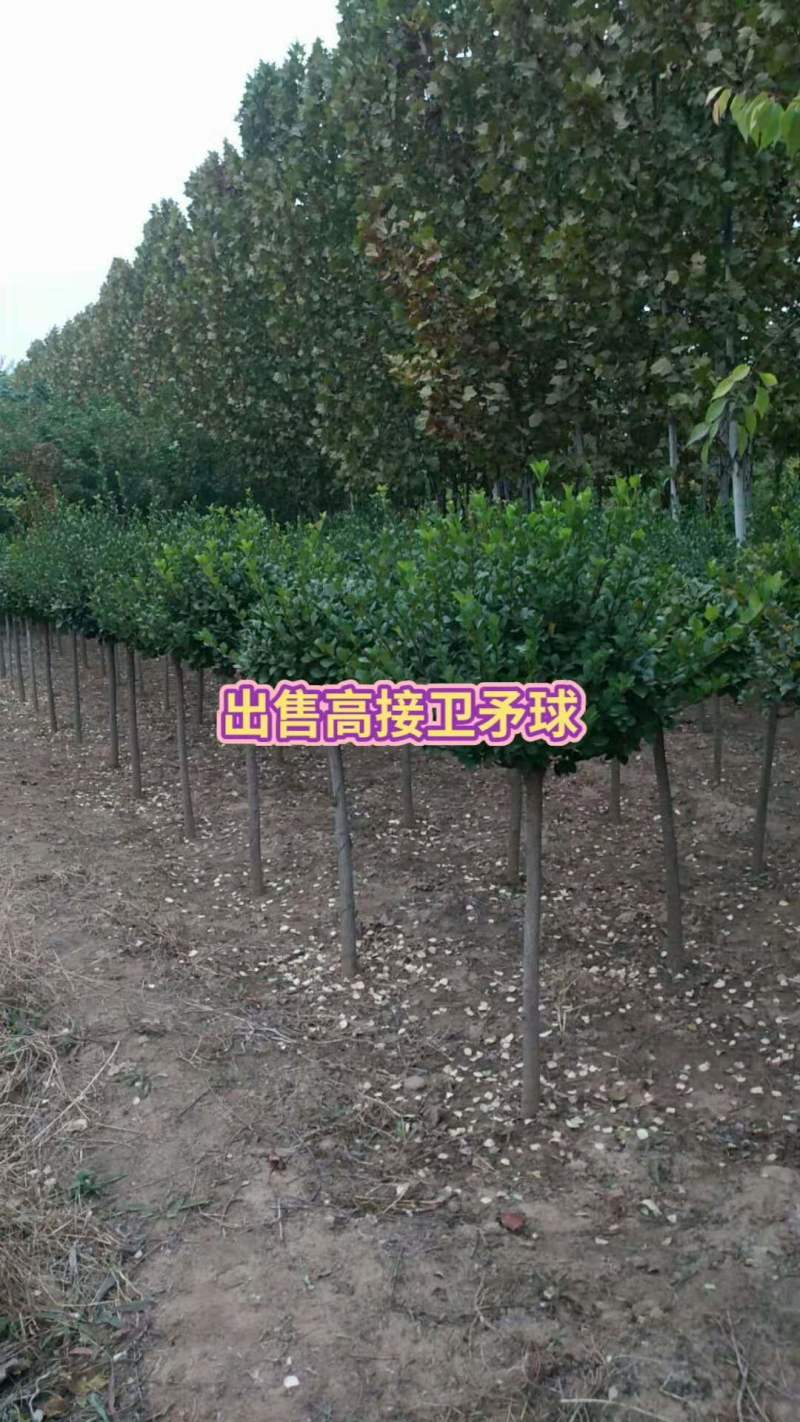 【🔥火爆】卫矛球价格便宜，产地直发一手货源欢迎来电