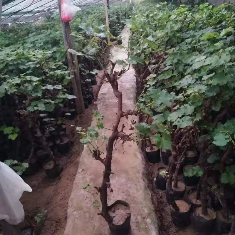 京亚葡萄大量有货上市中，欢迎采购