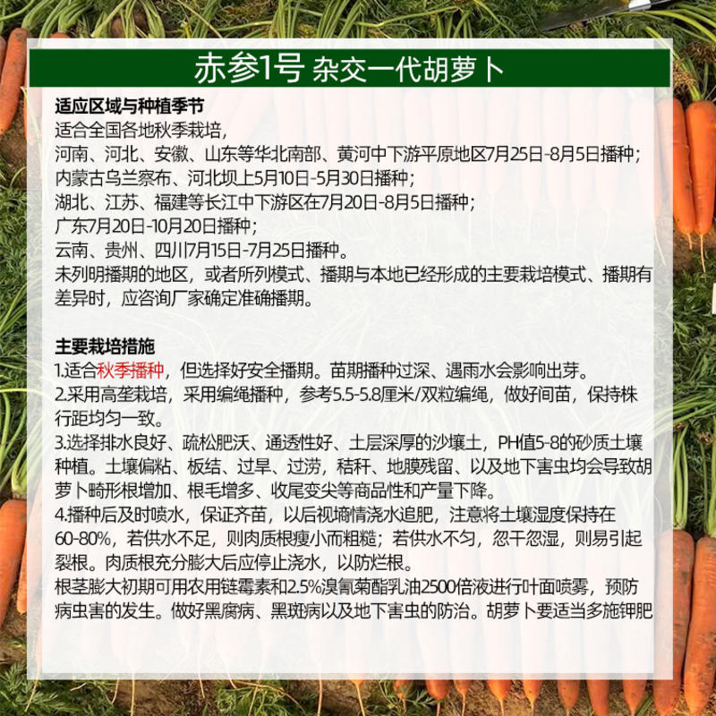 赤参1号杂交一代中早熟胡萝卜种子80克/罐三红高收尾