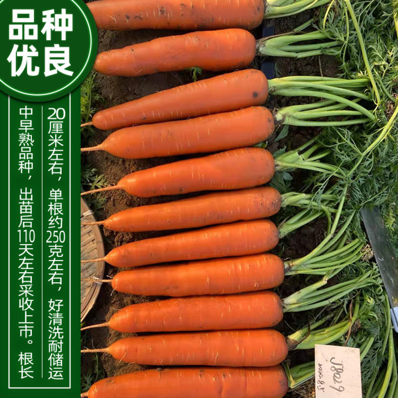 赤参1号杂交一代中早熟胡萝卜种子80克/罐三红高收尾