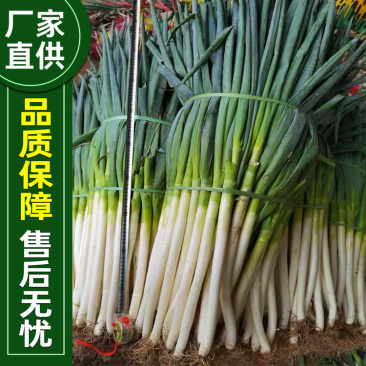 欧雅刚葱种子100克/罐秋季大葱种子葱白紧实辣味浓