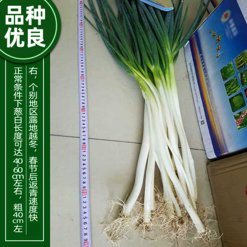 欧雅刚葱种子100克/罐秋季大葱种子葱白紧实辣味浓