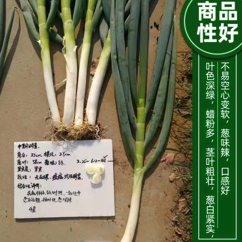 欧雅刚葱种子100克/罐秋季大葱种子葱白紧实辣味浓