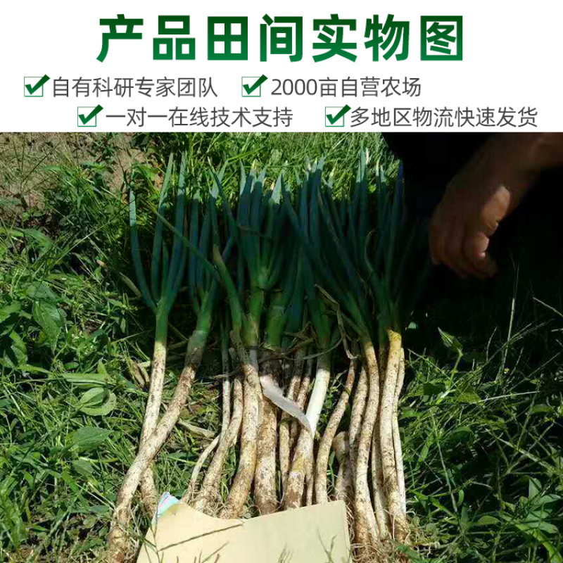 欧雅刚葱种子100克/罐秋季大葱种子葱白紧实辣味浓