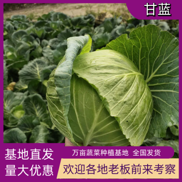 圆包菜大量上市一手货源诚信报价蔬菜基地直供欢迎考察