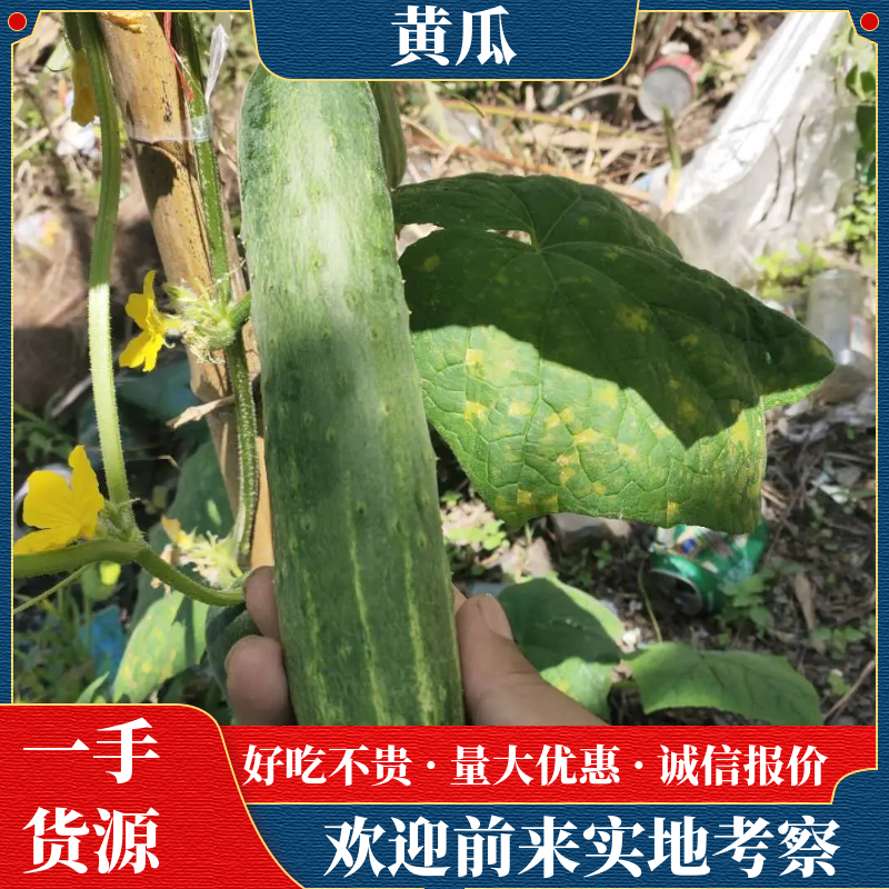 黄瓜优质黄瓜大量上市自己一手货源质量有保障欢迎咨询