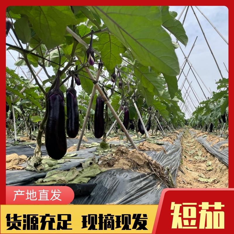 广西南宁基地短茄产地直发供货全国生鲜商超可长期合作