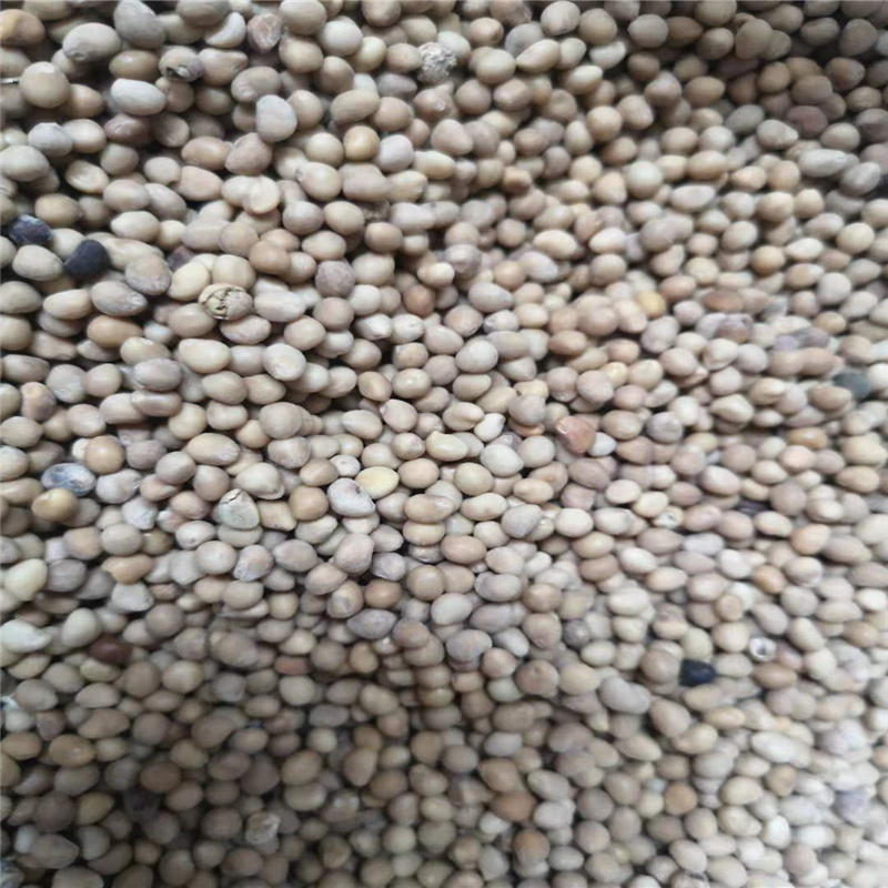 大叶空心菜籽种孑夏秋季播种水培易种蔬菜种子小青菜籽种籽四