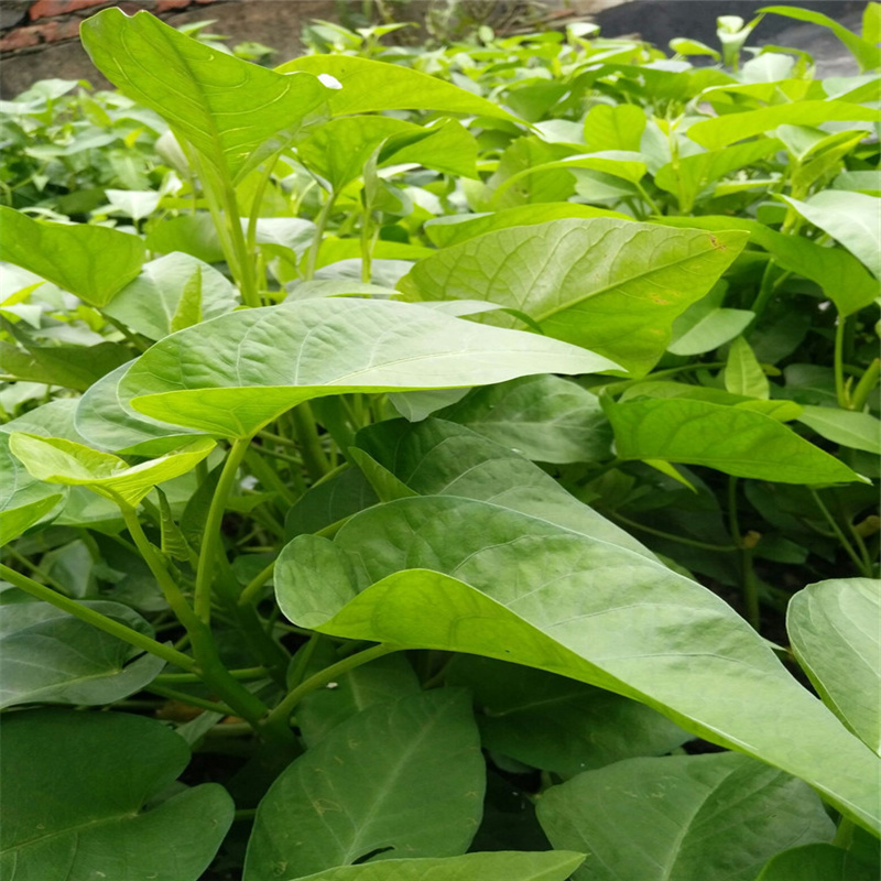 大叶空心菜籽种孑夏秋季播种水培易种蔬菜种子小青菜籽种籽四