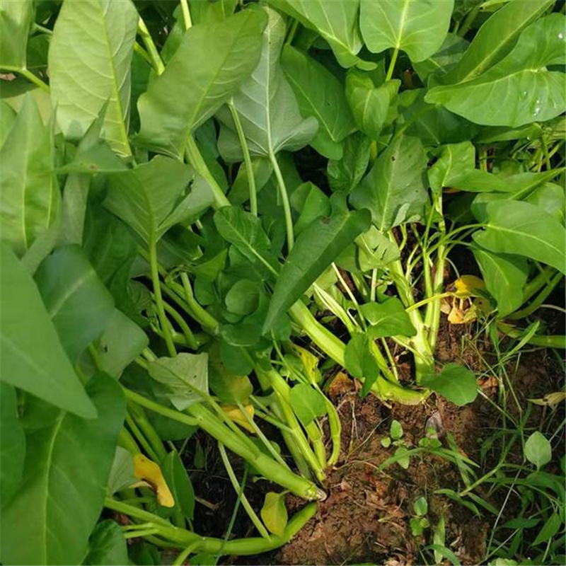 大叶空心菜籽种孑夏秋季播种水培易种蔬菜种子小青菜籽种籽四