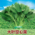大叶空心菜籽种孑夏秋季播种水培易种蔬菜种子小青菜籽种籽四