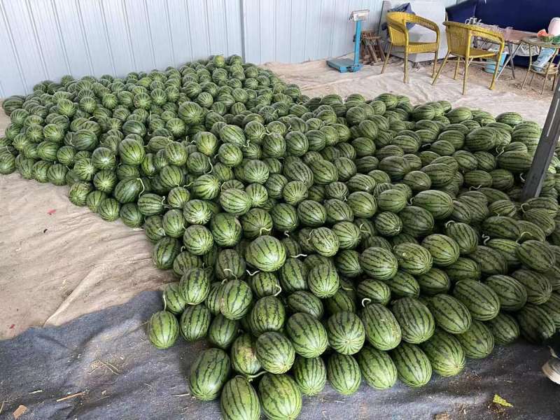 2k小糖丸西瓜产地供应货源充足量大价优可视频看货