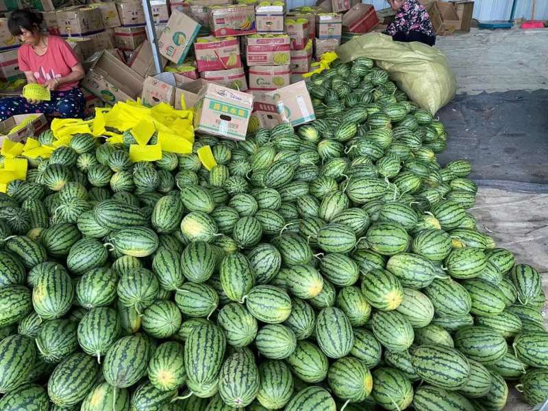 2k小糖丸西瓜产地供应货源充足量大价优可视频看货