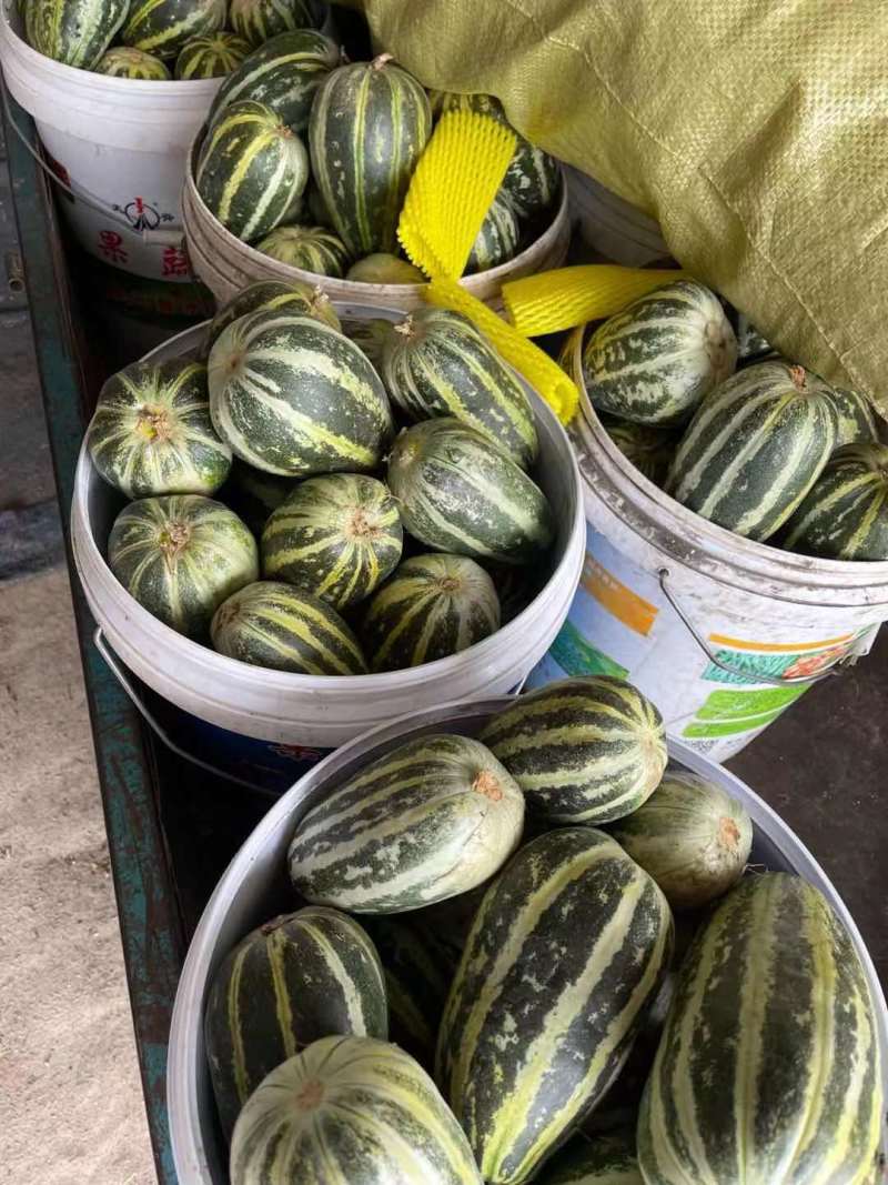 山东博洋9号甜瓜清脆香甜，基地直供保质保量，可视频看货