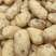 精品土豆土豆个头均匀薯型正品质保证一手货源